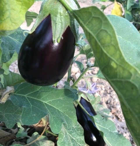 Aubergines