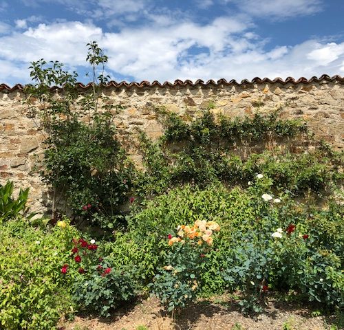 Fleurs au potager