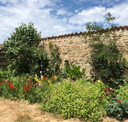 Fleurs sur le mur du potager