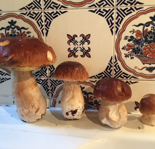 Champignons en cuisine