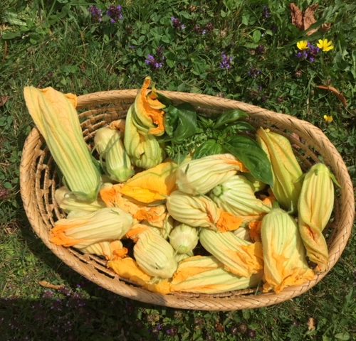 Courgettes