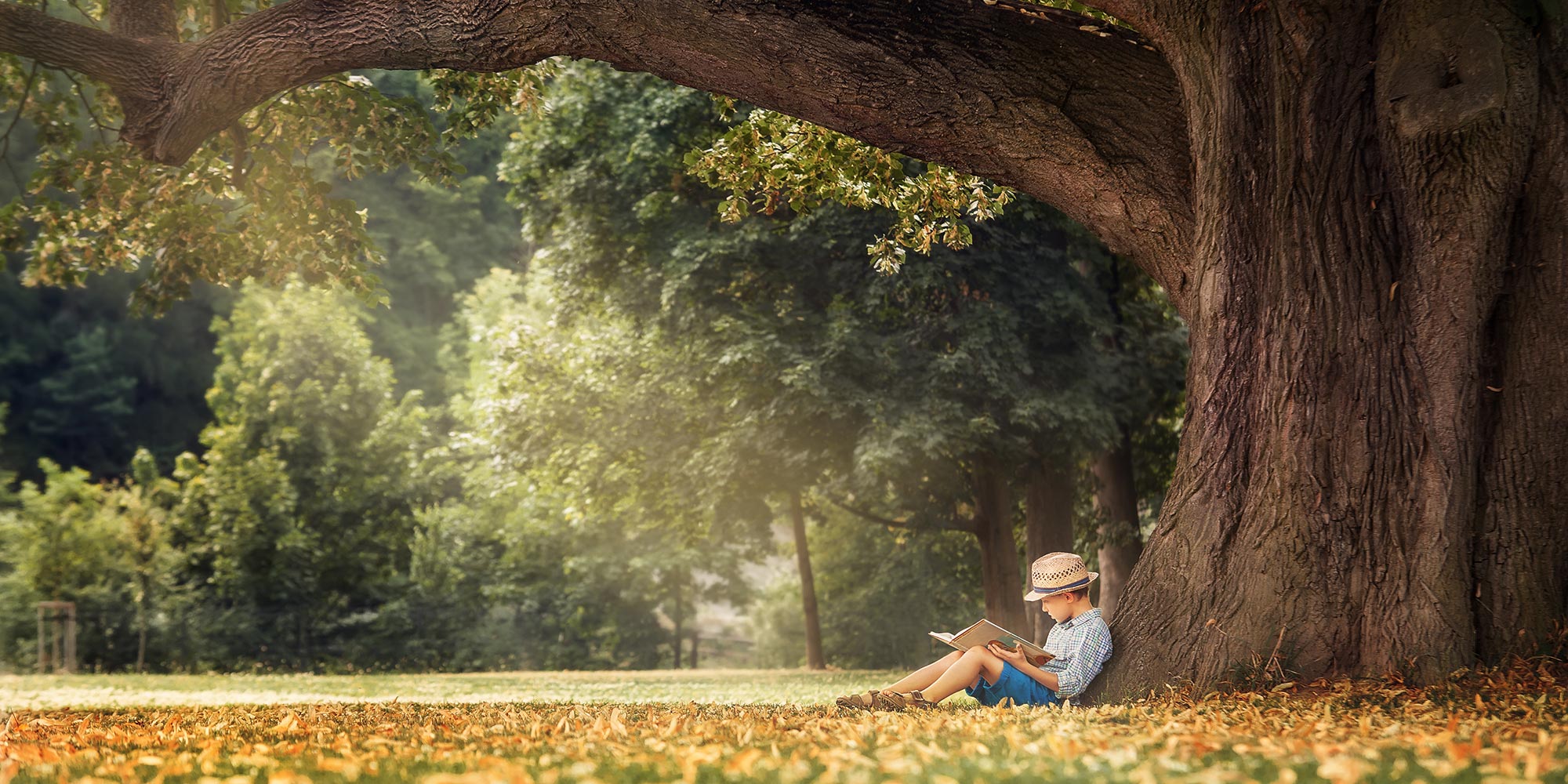 Chateau Douve lecteur arbre