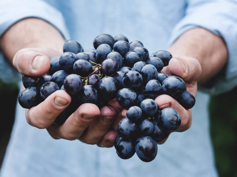 une grappe de raisin dans les mains d'un vigneron