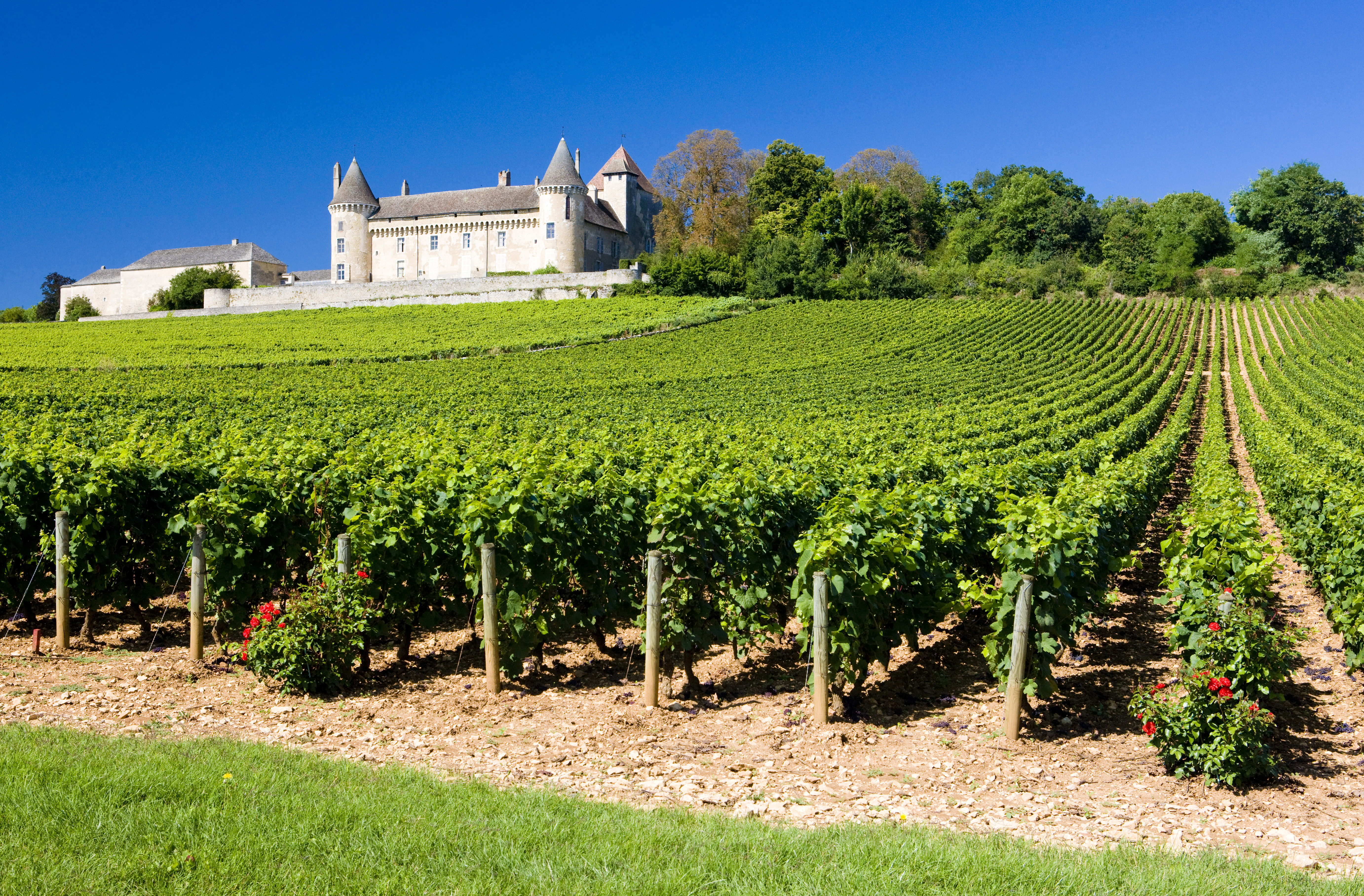 Perspective sur les vignobles de bourgogne et du château