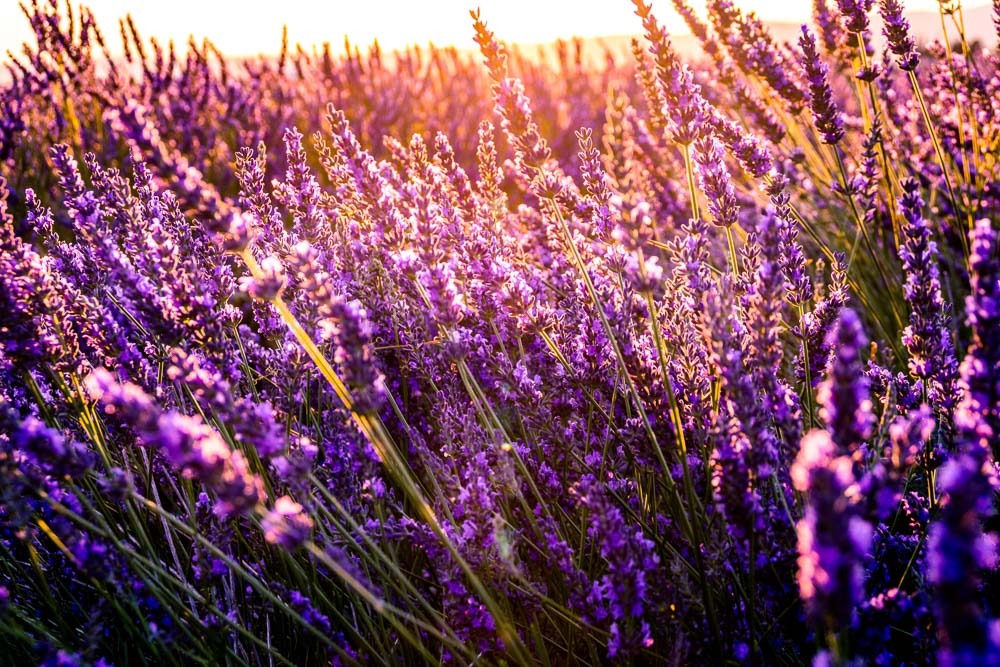 France - Lavender