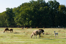 Les lamas à la ferme.