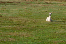 Les lamas à la ferme.