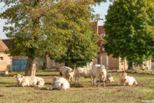 Les lamas à la ferme.