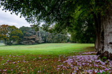 Les arbres remarquables du Château de La Bouillerie