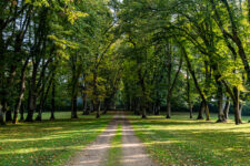 Les arbres remarquables du Château de La Bouillerie