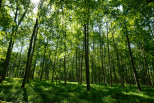 La forêt du château