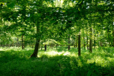 La forêt du château