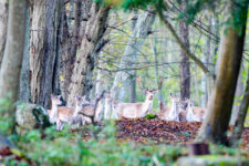 La vie sauvage dans la forêt du château.