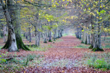 La forêt du château en automne.