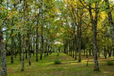 The private park of Château du Trioulou