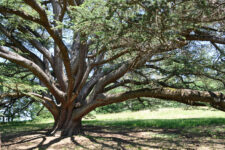 Château Coulom - Arbres Remarquables