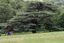 Château Coulom - Arbres Remarquables