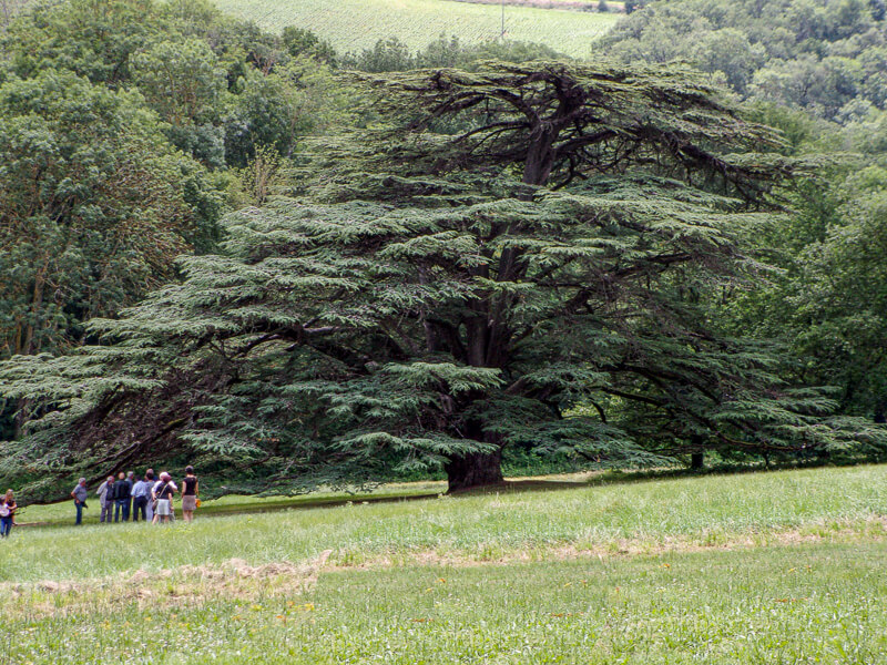 Château Coulom - Arbres Remarquables
