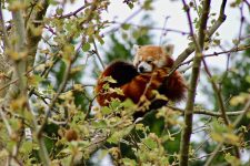 Zoo de Beauval - (30 min)