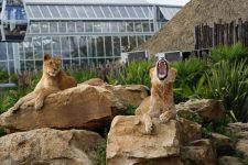 Zoo de Beauval - (30 min)