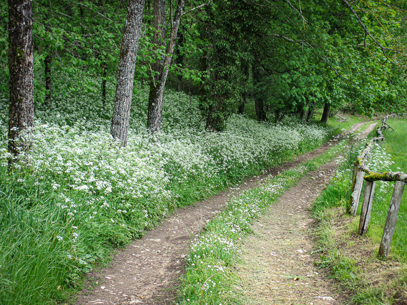 Un chemin cerné par les bois et un champs proche du château de Garraube