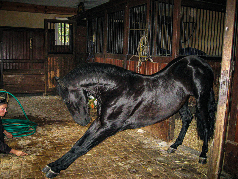 Un grand cheval noir dressé réalisant une figure dans son étable