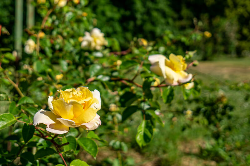 Roses jaunes dans le jardin des Zoques, à louer pour en profiter