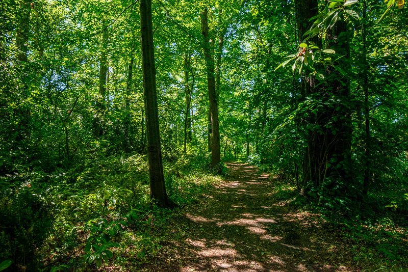 Un sentier dans un forêt près du manoir des Zoaques
