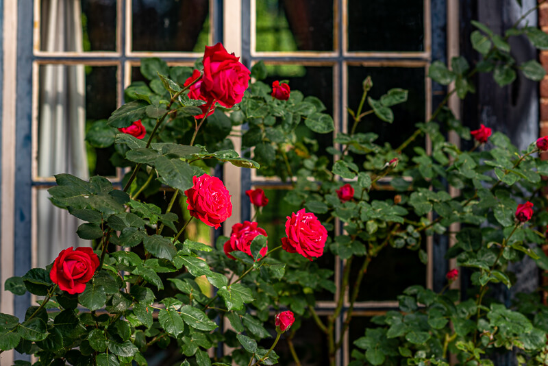 Des roses rouges bordent les fenêtres du manoir des Zoaques