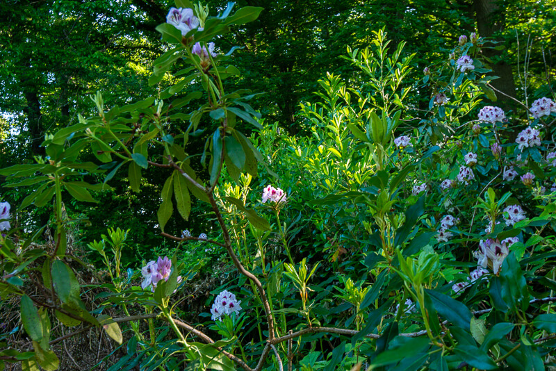 Le jardin des Zoaques en fleur en été, parfait pour accompagner vos séjours