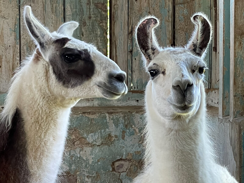 Deux lamas dans une grange au manoir des Zoaques