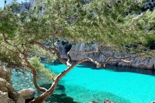 A tree grows on a rocky cliff on the edge of a clear blue Mediterranean bay. 