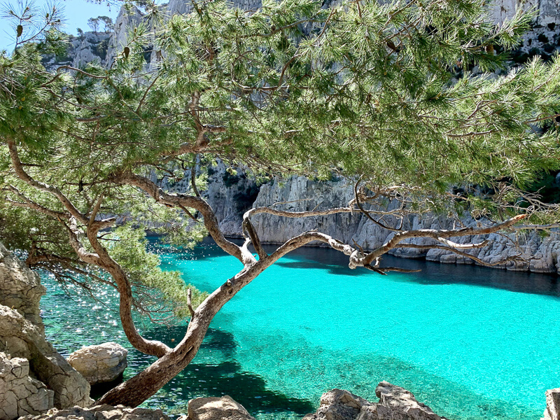 A tree grows on a rocky cliff on the edge of a clear blue Mediterranean bay. 